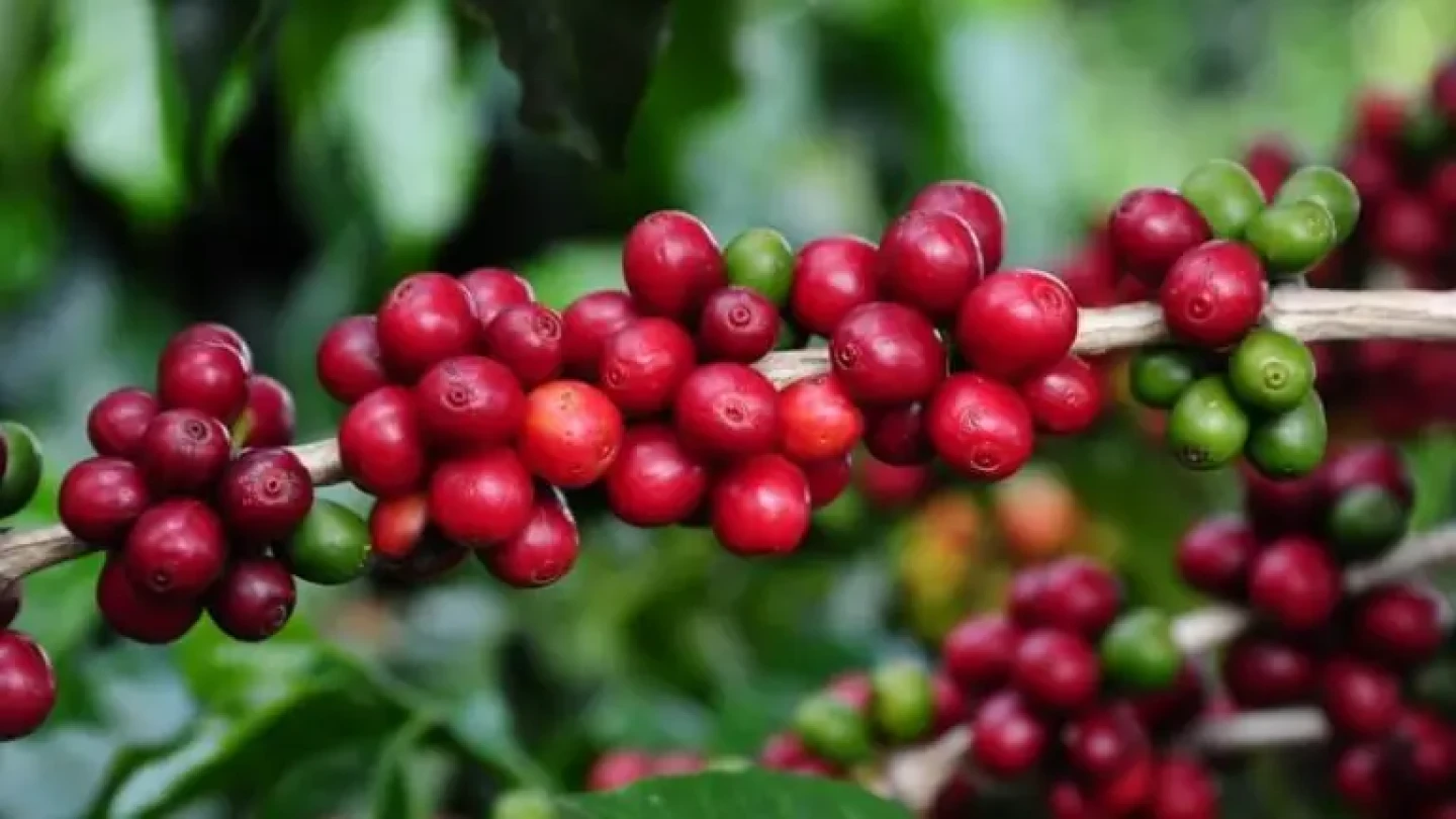 Café impulsiona crescimento das exportações do agronegócio mineiro em 18% no 1º semestre de 2025