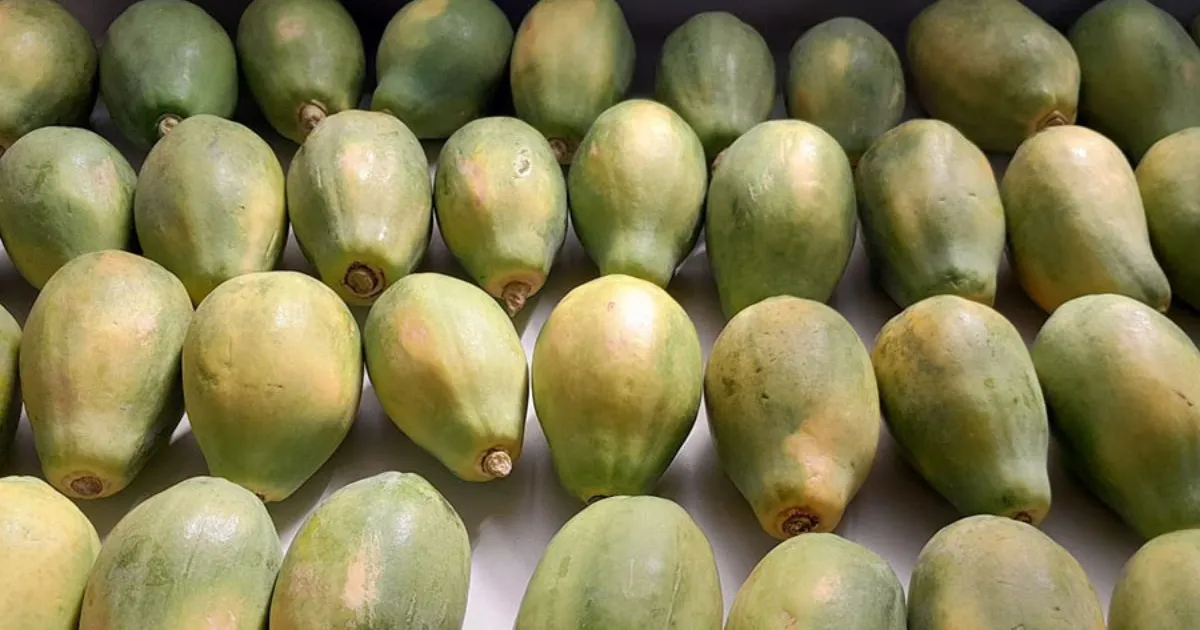 Óleos essenciais superam químicos no controle de doenças do mamão e laranja