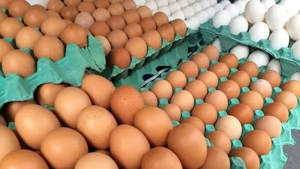 Diferença de preços entre ovos brancos e vermelhos atinge menor nível do ano, aponta Cepea