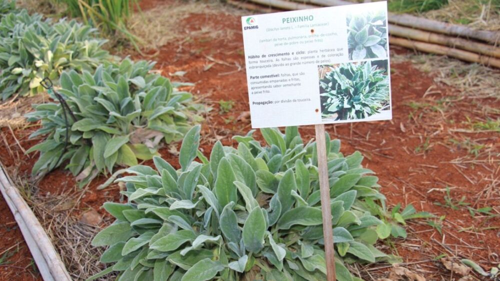 8ª HortPANC debate segurança alimentar e biodiversidade em Minas