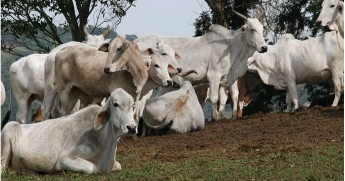 Carne bovina: cotações são enfraquecidas pelo início de ofertas de confinamento
