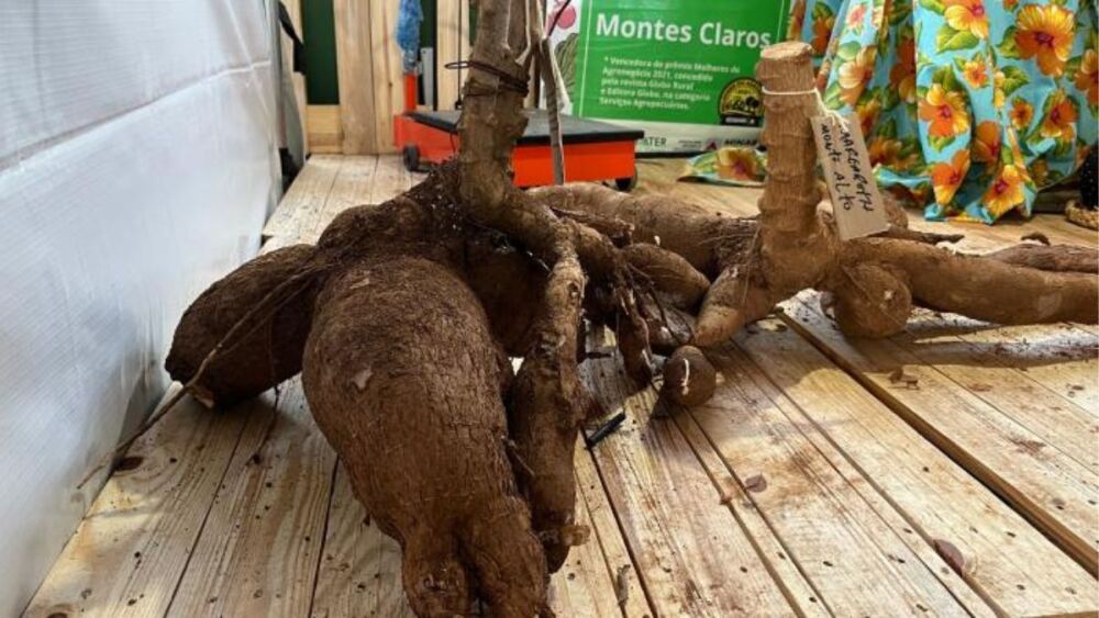 Concurso vai revelar a maior raiz de mandioca de Montes Claros