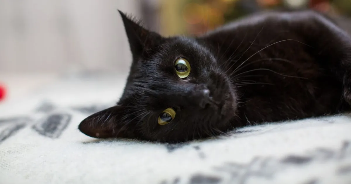 Castração e prevenção são essenciais para a saúde peniana dos gatos