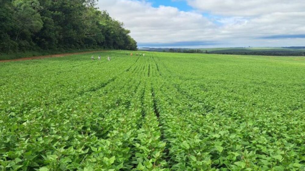 Paraná alcança liderança nacional na produção de feijão com 864 mil toneladas