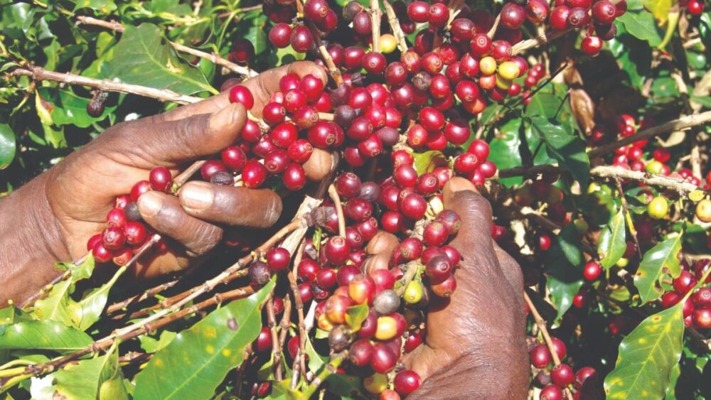 Exportação dos Cafés do Brasil alcança recorde histórico de US$ 14,7 bilhões na safra 2024/25