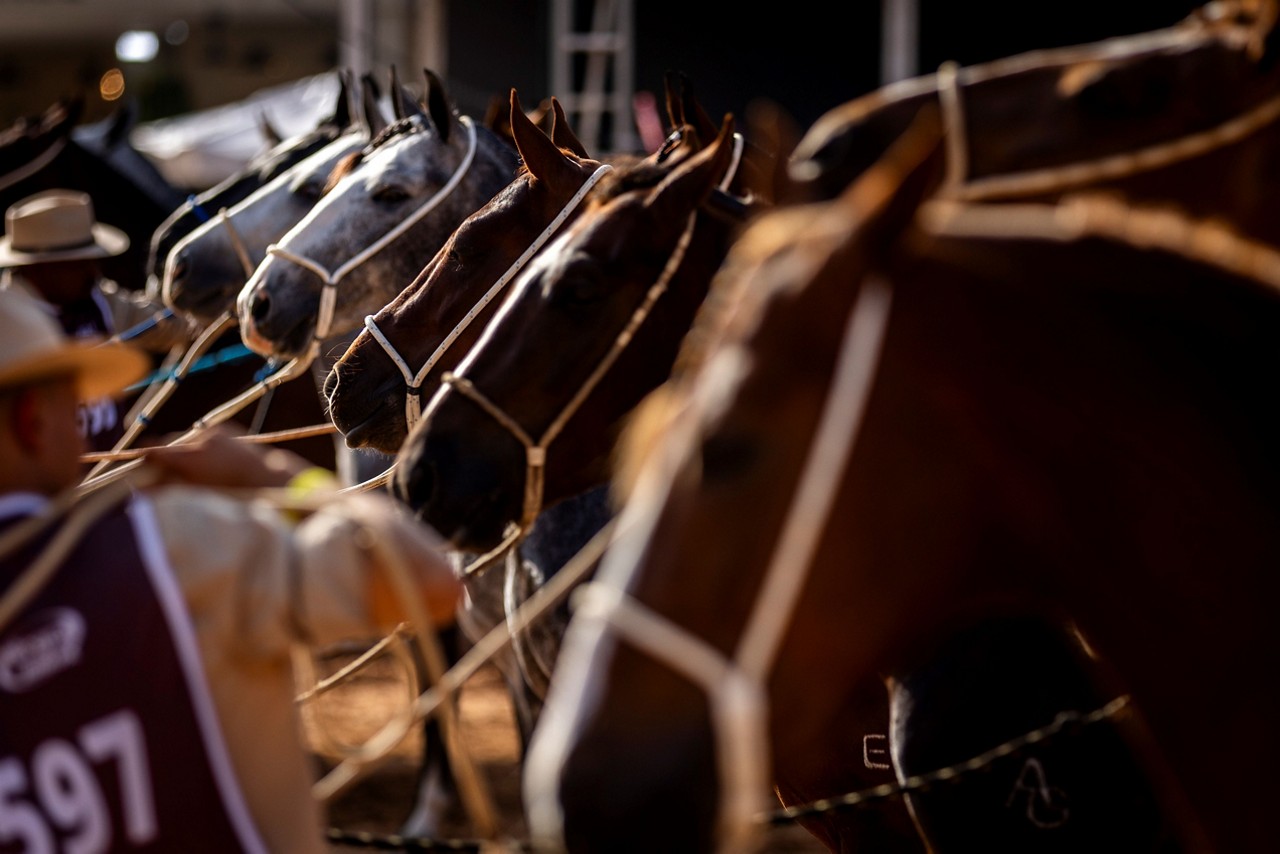 42ª Exposição Nacional do Cavalo Mangalarga Marchador acontece em Belo Horizonte