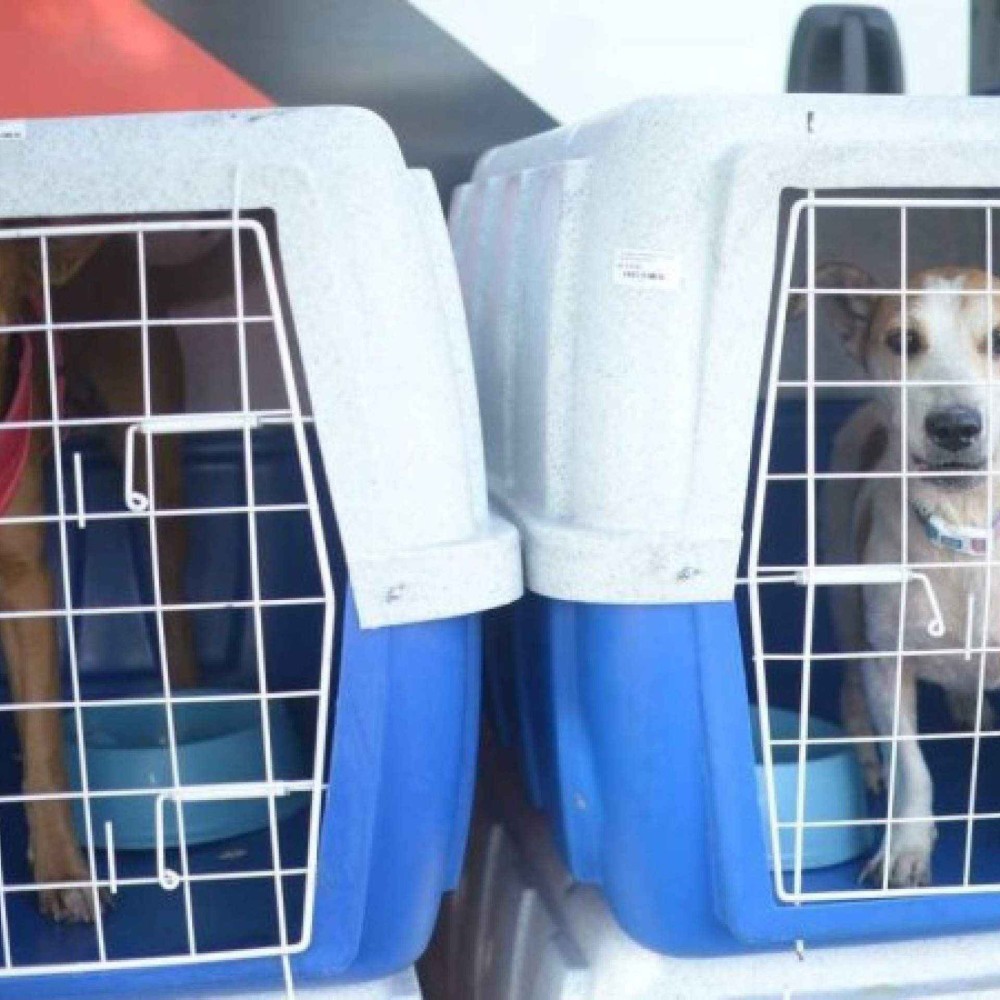 STJ decide que companhias aéreas podem vetar animais de suporte emocional em voos