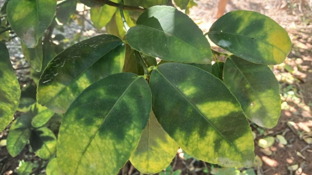 Produtores mineiros têm até 15 de julho para enviar relatório do greening