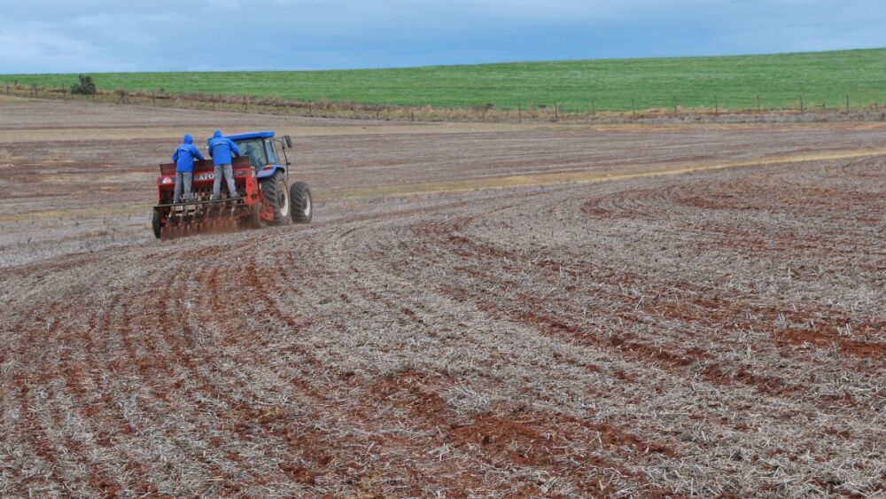 Chuvas intensas atrasam o plantio do trigo no Rio Grande do Sul