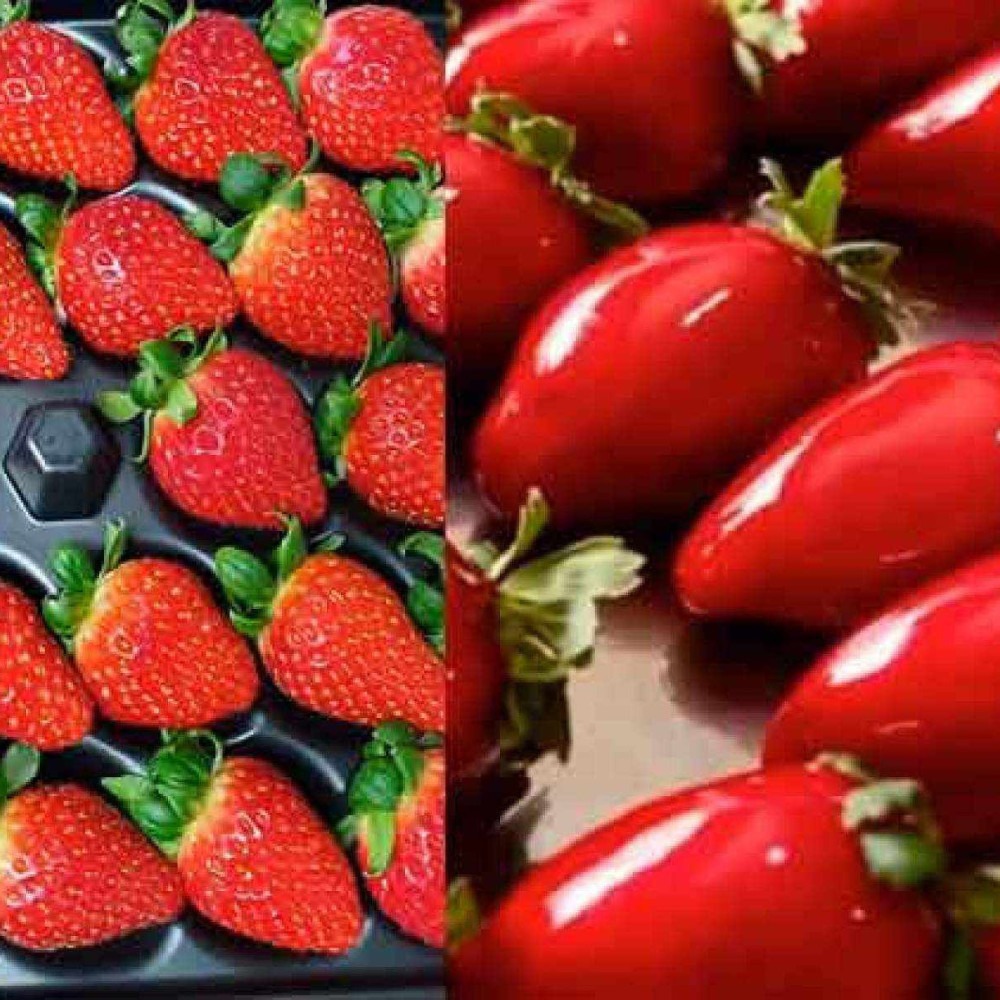 Morango do amor: Minas Gerais lidera produção nacional com 60% do fruto